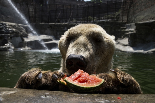 Cezar, a 32 year-old polar bear eats a watermelon in its enclosure in Belgrade's zoo