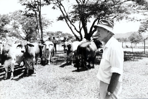 Ian Smith Former Rhodesia Prime Minister On His Farm Gwendoro 350 K From Harare Zimbabwe. His Brahmin Cattle Graze In The Background. 