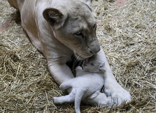 A white lioness and one of her three cubs are seen at a private zoo called 12 Months in the town of Demydiv, Ukraine