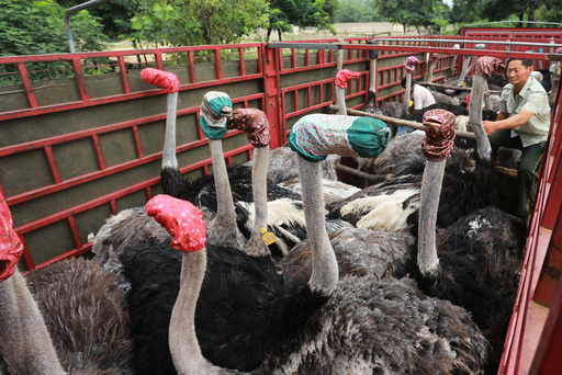 Ostriches wear masks as they are transported by a truck for relocation in Zhengzhou