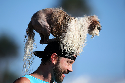 A man carries a dog on his head during the Surf City Surf Dog competition in Huntington Beach