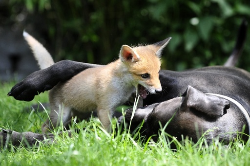 Fox cub grows up with dogs