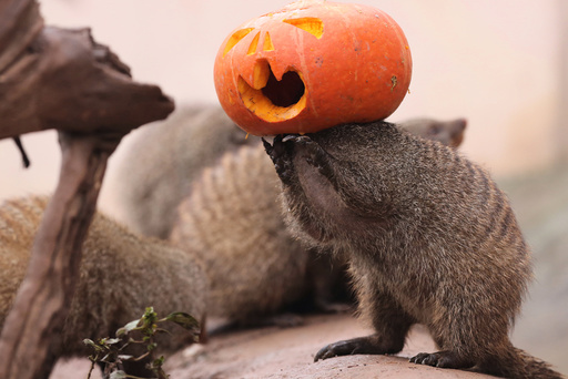 A banded mongoose plays with a Halloween pumpkin at a zoo in Chongqing