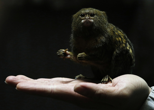 Hong Kong Ocean Park worker poses with a pygmy marmoset, the world's smallest monkey, in Hong Kong