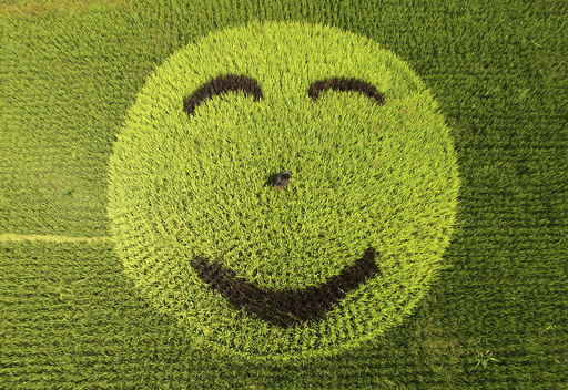 A picture of smiling face made of rice plants is seen at a paddy field in Xianju county
