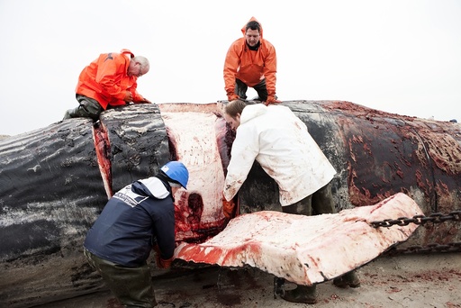 Sperm whale dissection