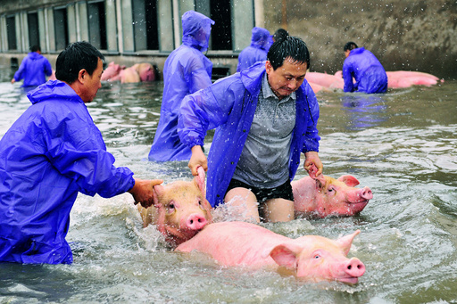 Employees save pigs from a flooded farm in Lu'an