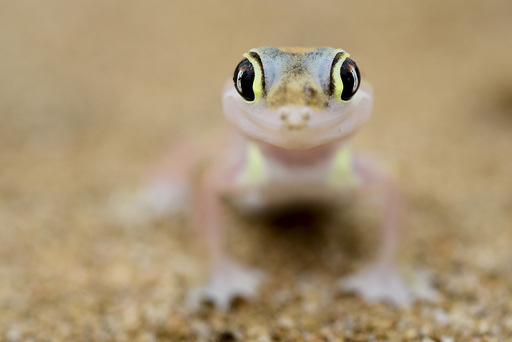 Web-footed gecko (Pachydactylus rangei) portrait, endemic species. Dorob National Park, Namibia.