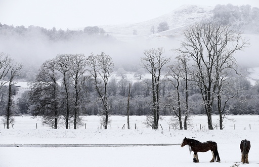Horses stand in a snow covered field in Perthshire, Scotland