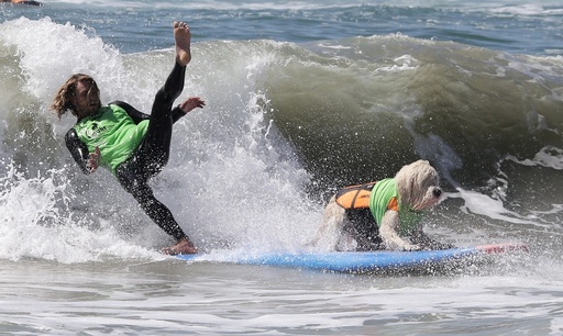 Dog surf competition in Huntington Beach