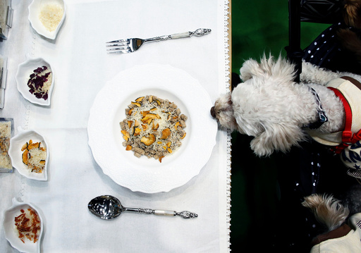 A pet dog sniffs an organic dog food during Interpets in Tokyo