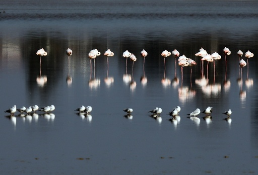 Flamingos at a salt lake of Larnaca Cyprus