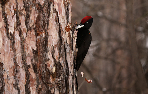 A Black Woodpecker is seen perched on a tree in a park in Sofia