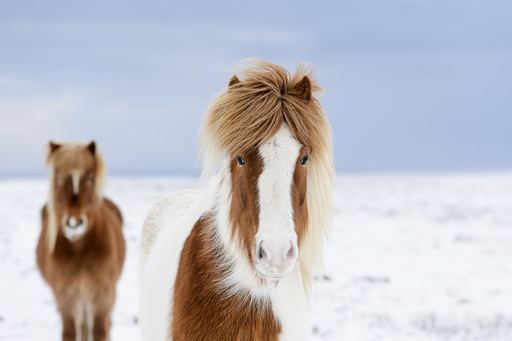 Skewbald and chestnut Icelandic horses in the snow, Snaefellsnes Peninsula, Iceland, March.