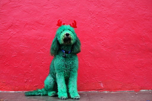 A dog, with his fur dyed green and wearing antlers made out of red fabric, poses for a photograph before participating in the Thanksgiving Day Parade in El Paso, Texas