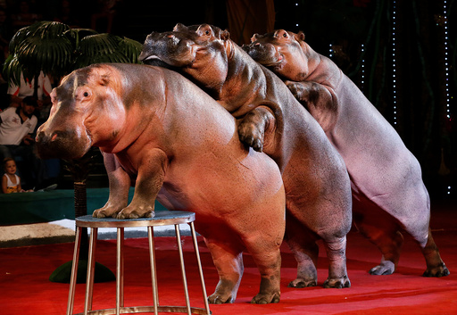 Hippopotamuses perform during a show at the circus in Krasnoyarsk