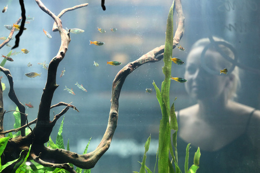 A woman views a fish tank as she passes a Tetra Tranquility shop in London