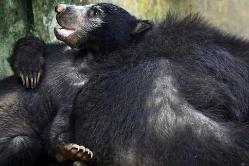 Sloth bear cub exhibited to public in Colombo