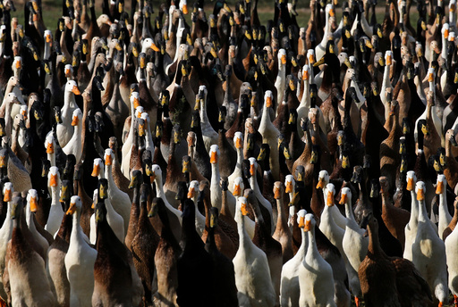 The Wider Image: Quack squad on the hunt