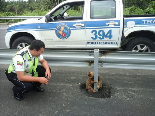 A transit police officer kneels next to a sloth holding on to the post of a traffic barrier on a highway in this handout photo provided by Ecuador's Transit Commission in Quevedo