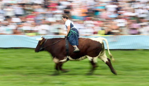Farmer rides on an ox during a traditional ox race in Haunshofen