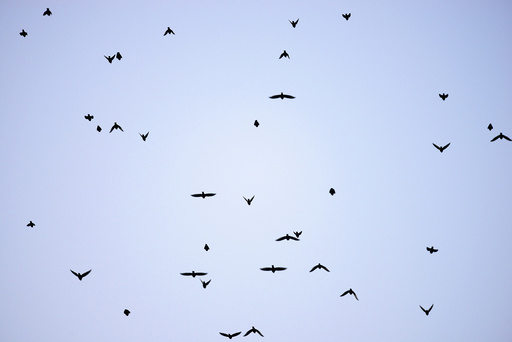 Migrating starlings fly at dusk over the Kent countryside in Graveney, Britain