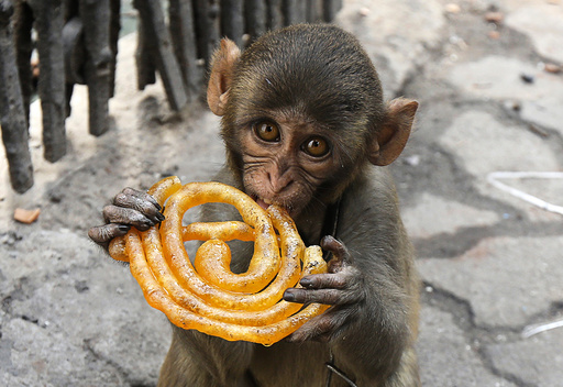 Musafir a pet monkey eats a Jalebi sweet on a pavement in Kolkata