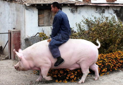 Farmer Zhang Xianping rides his pig 