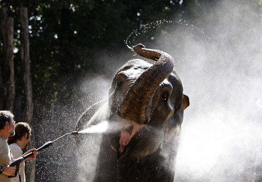 A zookeeper sprays an elephant to cool her down in Budapest's Zoo
