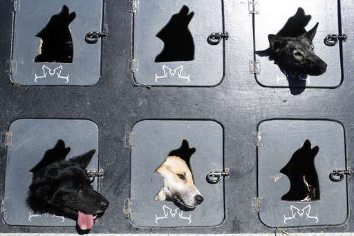Musher Justin Savidis' dogs wait in the truck before the restart of the Iditarod Trail Sled Dog Race in Willow