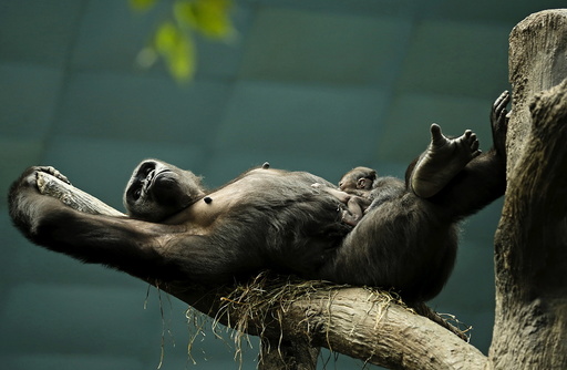 Western lowland gorilla Kamba lays on a branch with her one-day-old son Zachary at the Brookfield Zoo in Brookfield