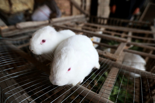 Rabbits without ears due to anamorphosis are seen in Xi'an