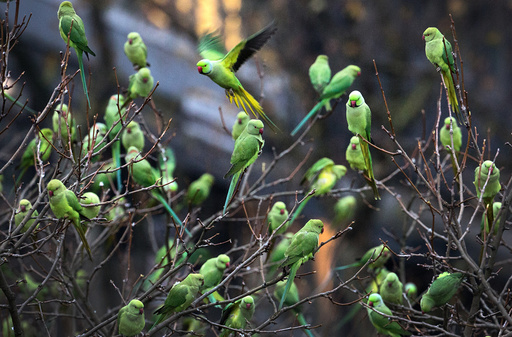 Rose-ringed Parakeets in Duesseldorf