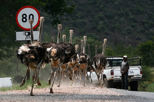 A herd of ostriches runs on a street after breaking out of their enclosure outside Oudtshoorn