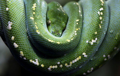 Green Tree Python rests in zoo of Augsburg