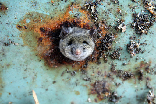 A rat's head rests as it is constricted in an opening in the bottom of a garbage can in the Brooklyn borough of New York