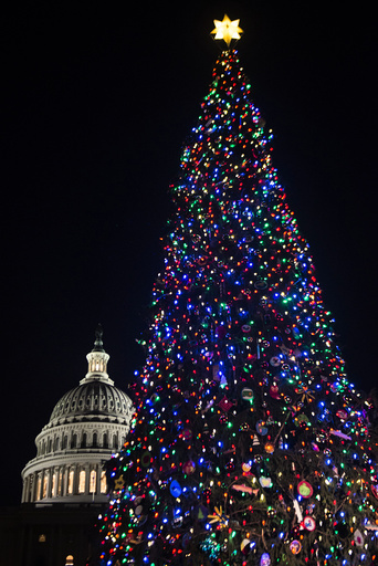 The Capitol Christmas tree, after the annual lighting ceremony on the West lawn of the Capitol in Washington.