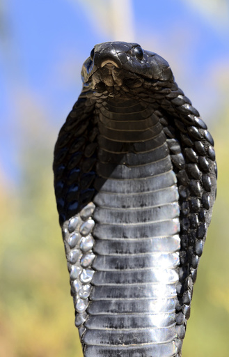 Egyptian cobra (Naja haje) with head raised up and hood expanded, near Ouarzarte, Morocco.