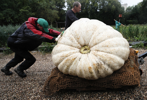 Men transport a giant pumpkin before its presentation in Moscow