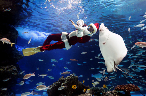 A diver wearing a Santa Claus costume swims in a large fish tank during an underwater performance at Sunshine Aquarium in Tokyo