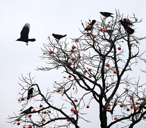 Persimmons to crows