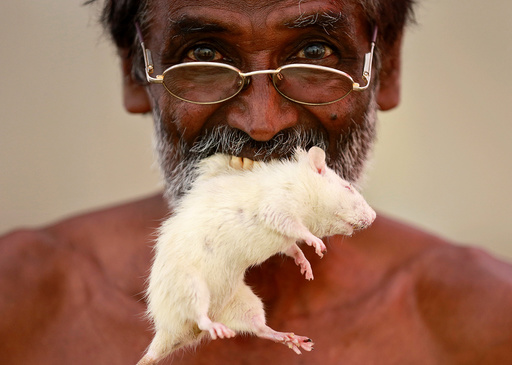 A farmer from the southern state of Tamil Nadu poses as he bites a rat during a protest demanding a drought-relief package from the federal government, in New Delhi