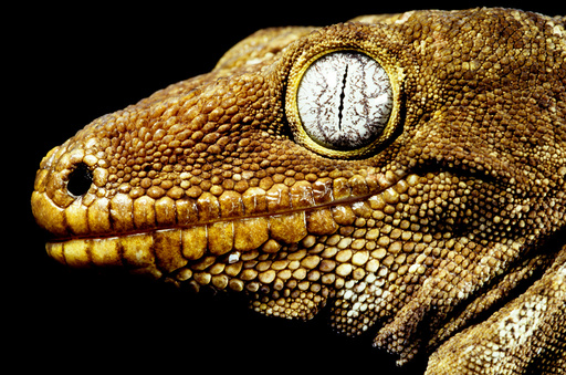 Henkel's giant Gecko (Rhacodactylus henkeli) Ilot Brosse, New Caledonia. Endemic.