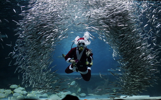 A diver dressed in a Santa Claus costume swims with sardines during a promotional event for Christmas at the Coex Aquarium in Seoul