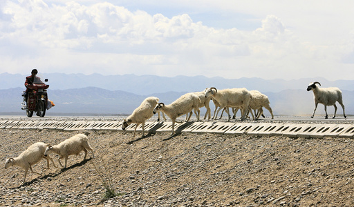A motorcyclist stops as a herd of sheep cross a road in Gonghe County, west China's Qinghai province