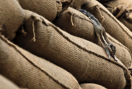 A squirrel stretches out on a heap of sacks filled with paddy at a grain market in Chandigarh