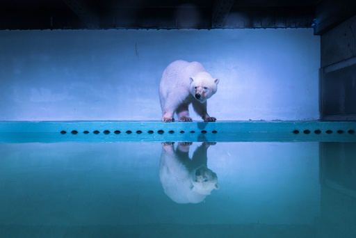 A polar bear is seen in an aquarium at the Grandview mall in Guangzhou, Guangdong province, China