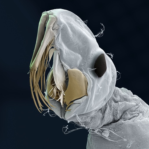 Phantom midge larva, SEM