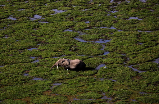 An elephant walks through a swamp in Amboseli National park