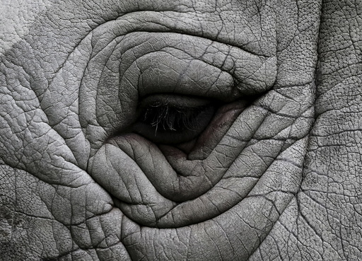 The eye of a rhinoceros is seen at a private zoo called 